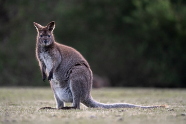 Wallaby