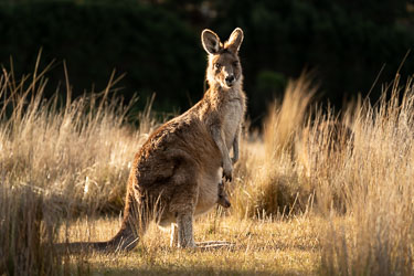 Östliches Graues Riesenkänguru