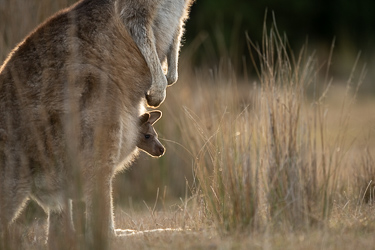 Östliches Graues Riesenkänguru