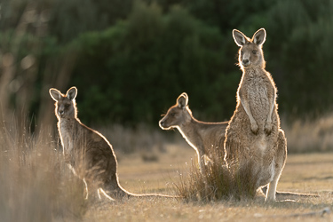 Östliche Graue Riesenkängurus