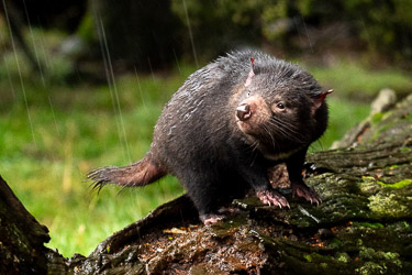 Tasmanischer Teufel (c)