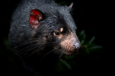 Tasmanischer Teufel (c)