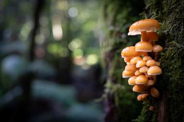 Gemeiner Samtfußrübling