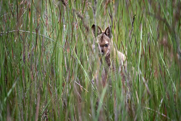 Wallaby