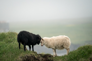 Ein schwarzes und ein weisses Schaf