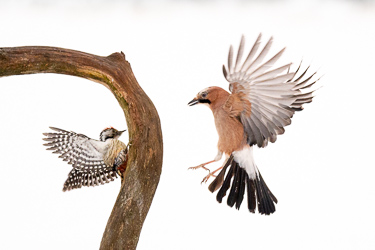 Mittelspecht & Eichelhäher