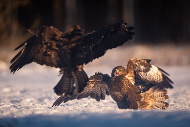 Rabe & Mäusebussard