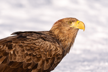 Seeadler
