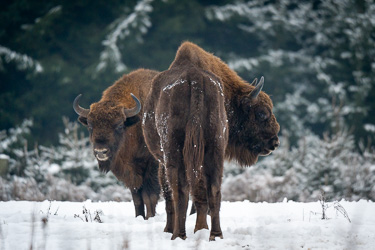 Wisent