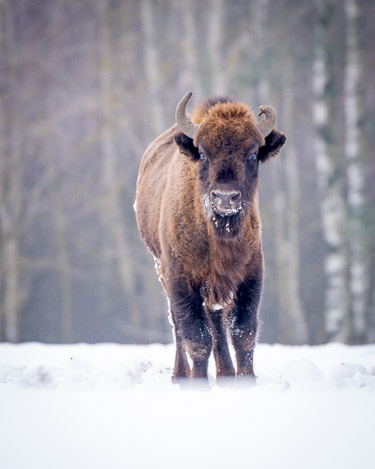 Wisent