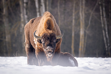 Wisent