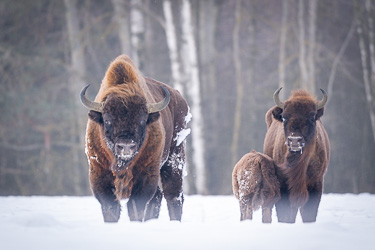 Wisent