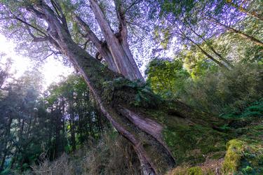 1000 Jahre alte Bäume